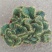 精品仙人掌【仙人木耳】易养美观净化空气吸甲醛防辐射
