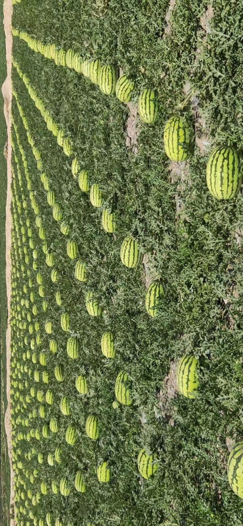 【宁夏西瓜】中卫西瓜石头瓜金花西瓜硒砂瓜耐运输，质量三包