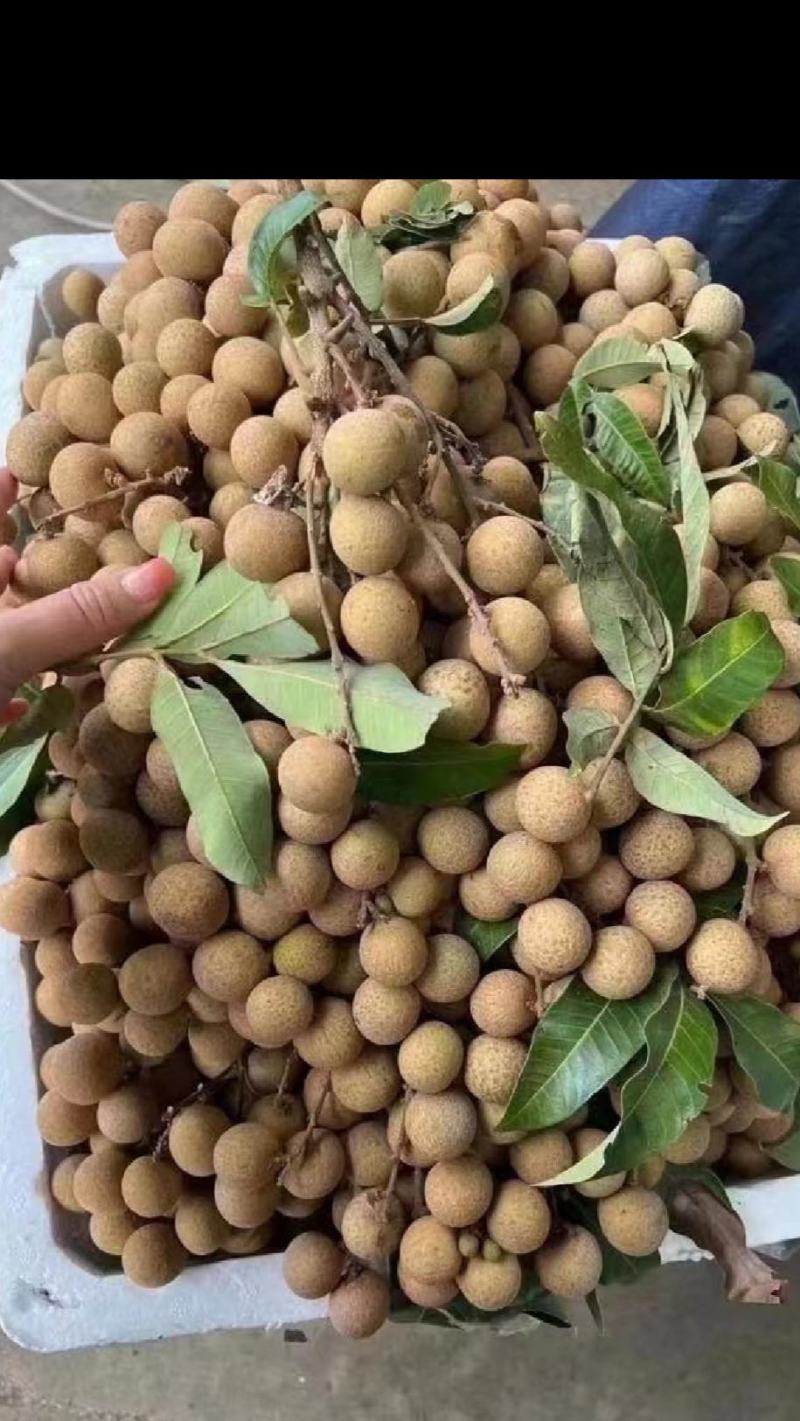 龙眼
