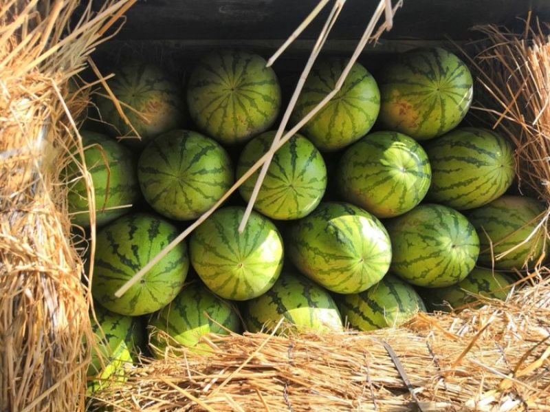 【产地直销】宁夏硒砂瓜皮薄多汁糖度高耐运输大量上市