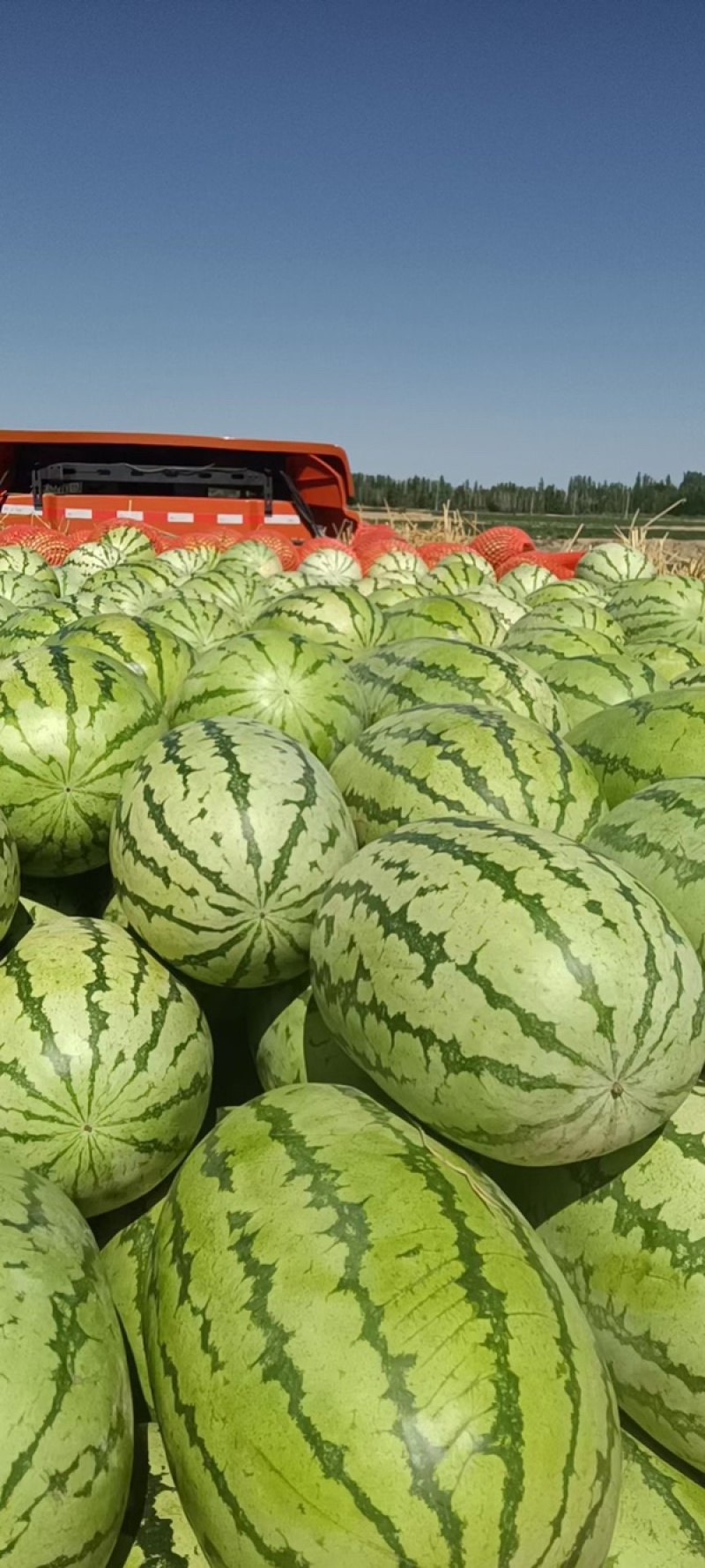 【产地直销】宁夏硒砂瓜皮薄多汁糖度高耐运输大量上市