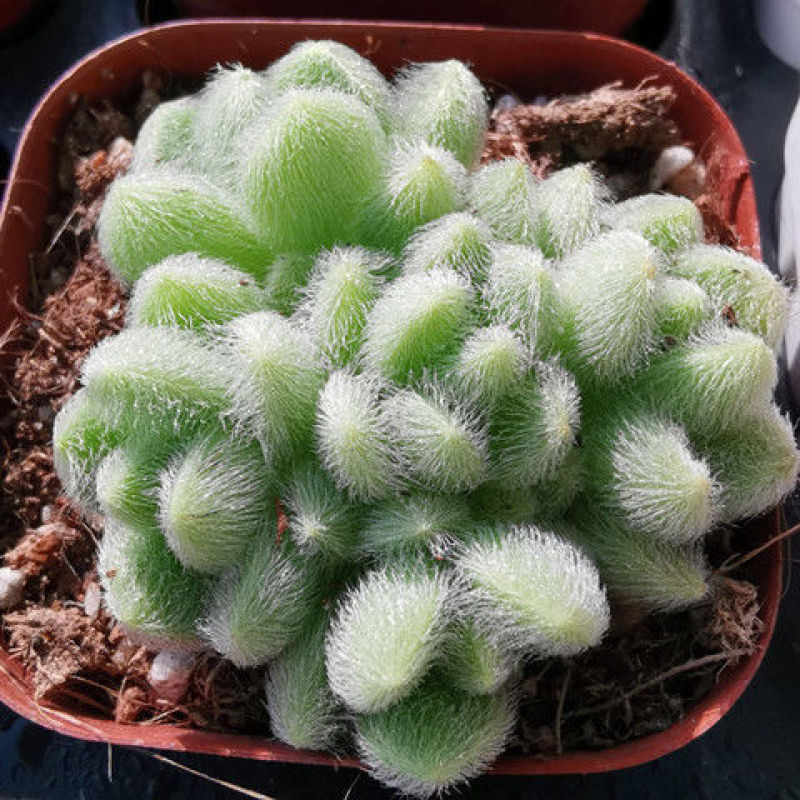 信东尼可爱多肉植物新手肉肉超萌毛绒绒多肉室内花卉组合盆栽