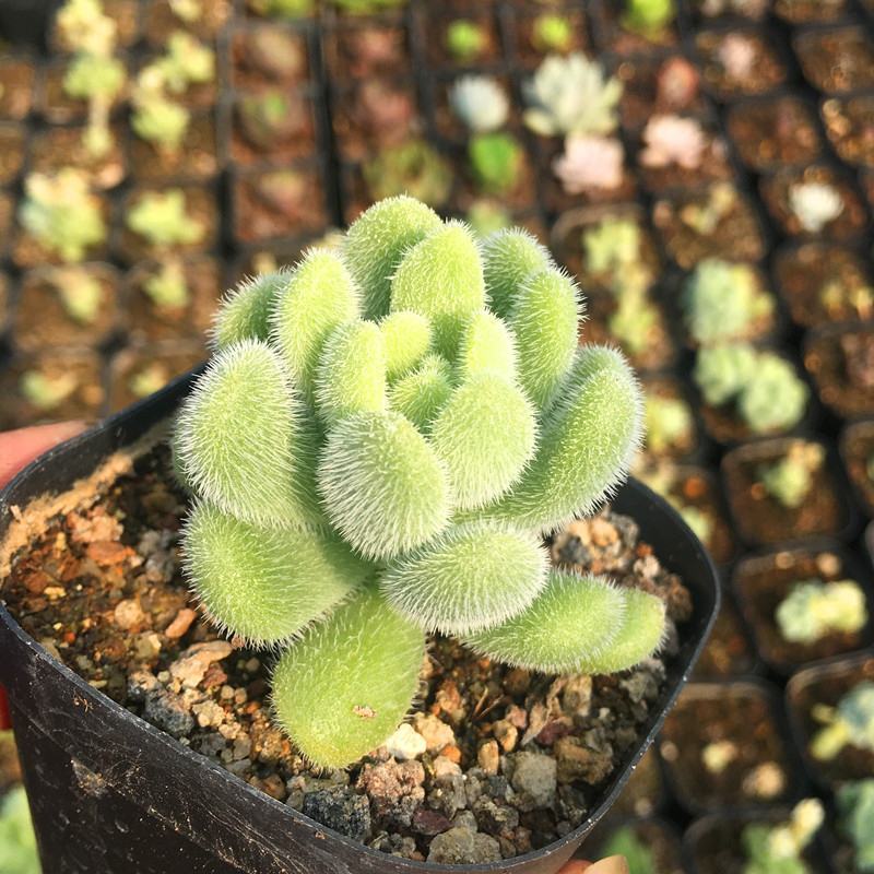 信东尼可爱多肉植物新手肉肉超萌毛绒绒多肉室内花卉组合盆栽