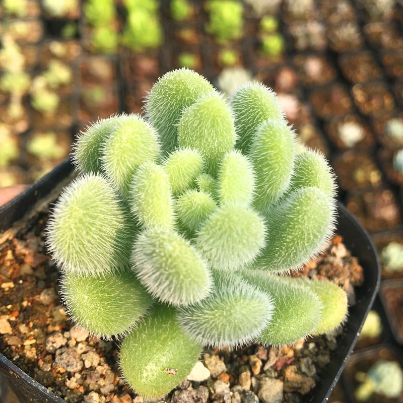信东尼可爱多肉植物新手肉肉超萌毛绒绒多肉室内花卉组合盆栽
