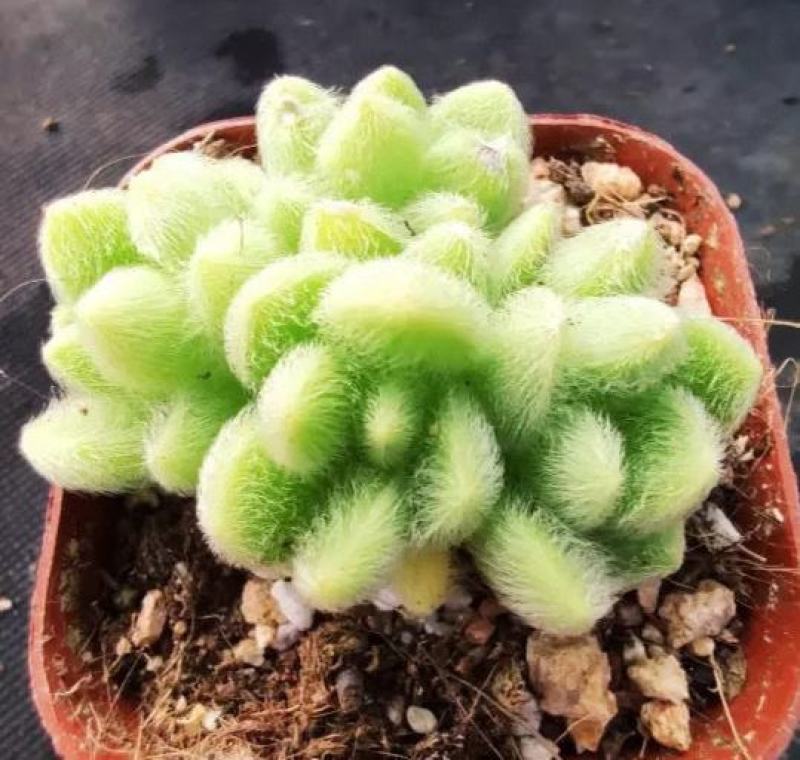 信东尼可爱多肉植物新手肉肉超萌毛绒绒多肉室内花卉组合盆栽