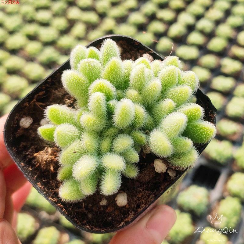 信东尼可爱多肉植物新手肉肉超萌毛绒绒多肉室内花卉组合盆栽