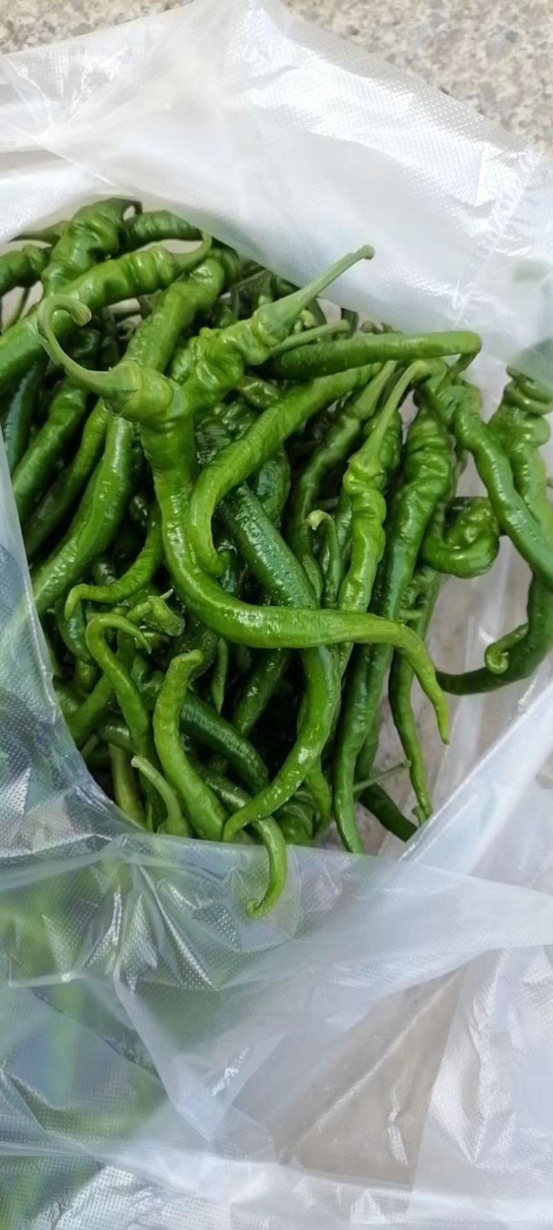 湘西辣椒
