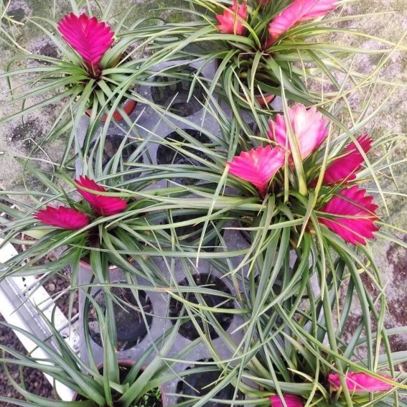 铁兰花紫花凤梨稀有品种室内铁兰盆栽净化空气去甲醛