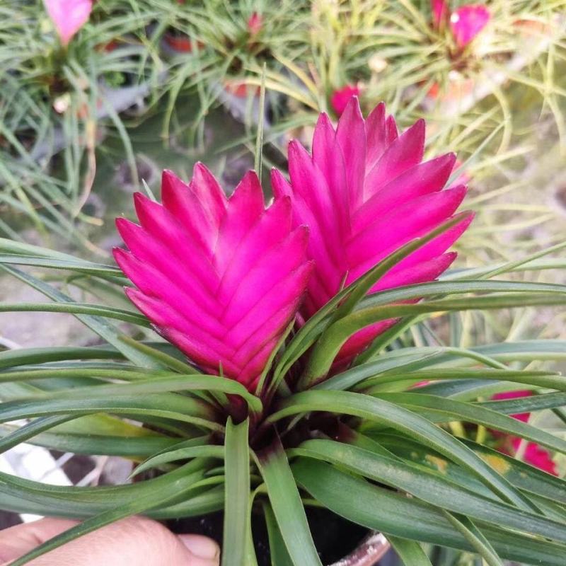 铁兰花紫花凤梨稀有品种室内铁兰盆栽净化空气去甲醛