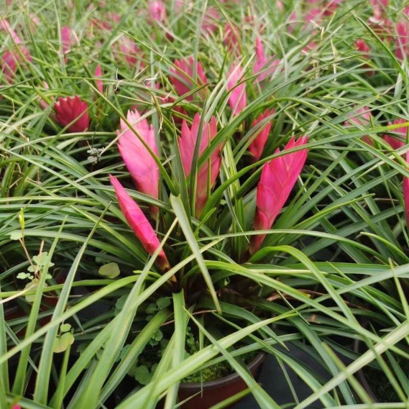 铁兰花紫花凤梨稀有品种室内铁兰盆栽净化空气去甲醛