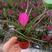 铁兰花紫花凤梨稀有品种室内铁兰盆栽净化空气去甲醛