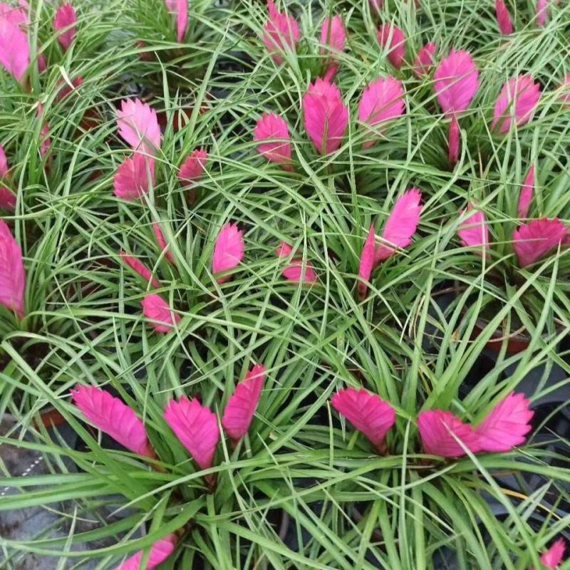 铁兰花紫花凤梨稀有品种室内铁兰盆栽净化空气去甲醛