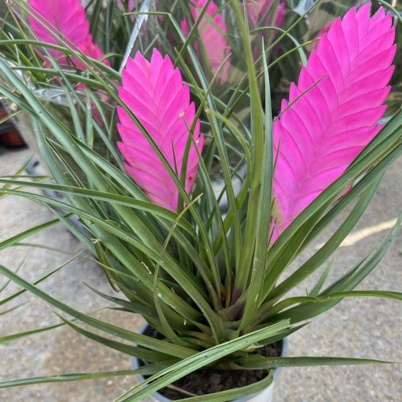 铁兰花紫花凤梨稀有品种室内铁兰盆栽净化空气去甲醛