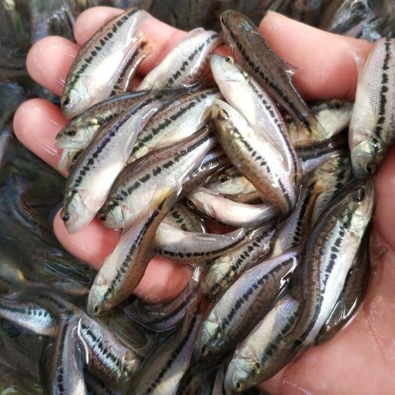 鲈鱼苗淡水大口黑鲈鱼苗品质保证，塘口直发