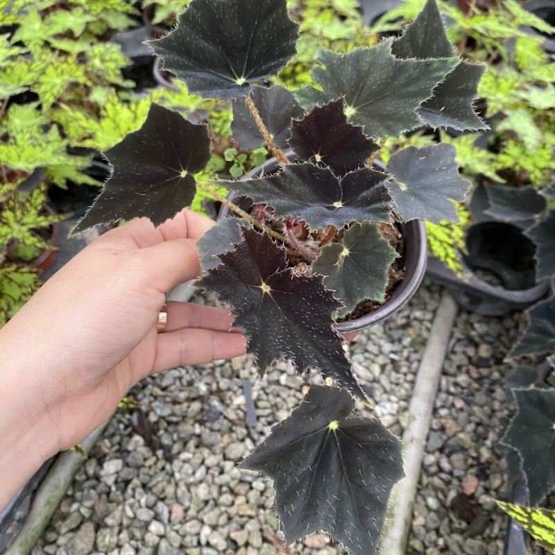 观叶海棠植物稀少品种黑天鹅秋海棠网红盆栽夜间叶片泛蓝光