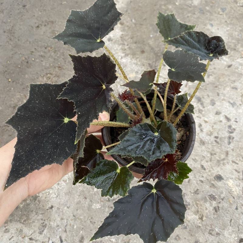 观叶海棠植物稀少品种黑天鹅秋海棠网红盆栽夜间叶片泛蓝光