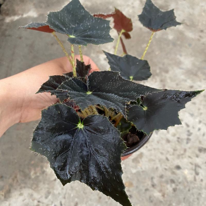 观叶海棠植物稀少品种黑天鹅秋海棠网红盆栽夜间叶片泛蓝光