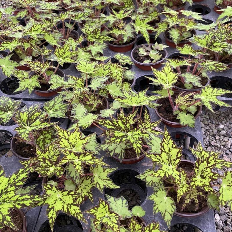 观叶海棠植物稀少品种几何秋海棠网红盆栽量大优惠
