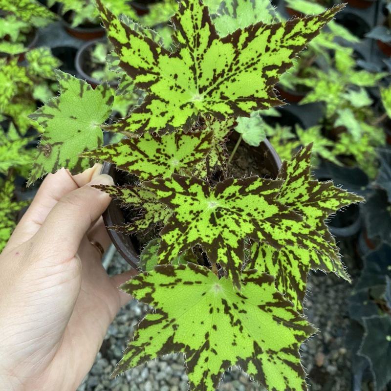 观叶海棠植物稀少品种几何秋海棠网红盆栽量大优惠