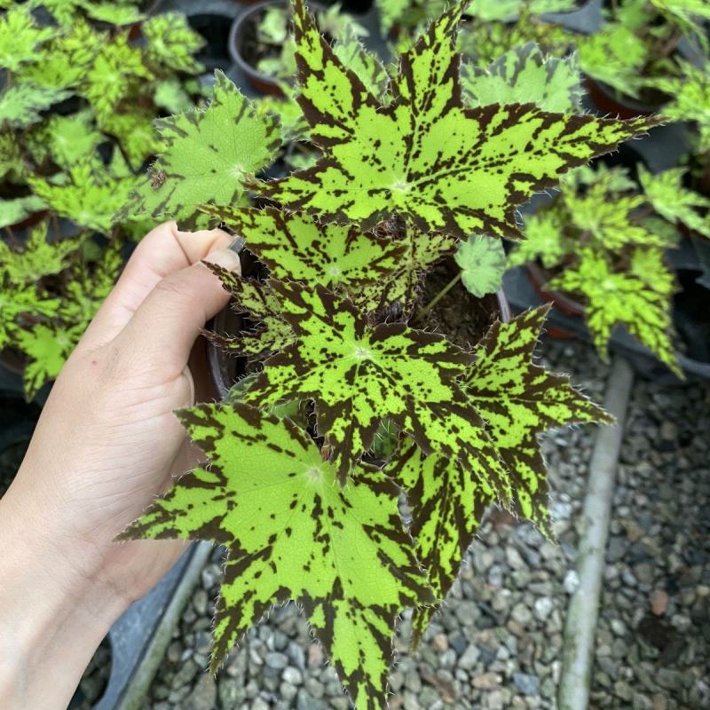 观叶海棠植物稀少品种几何秋海棠网红盆栽量大优惠