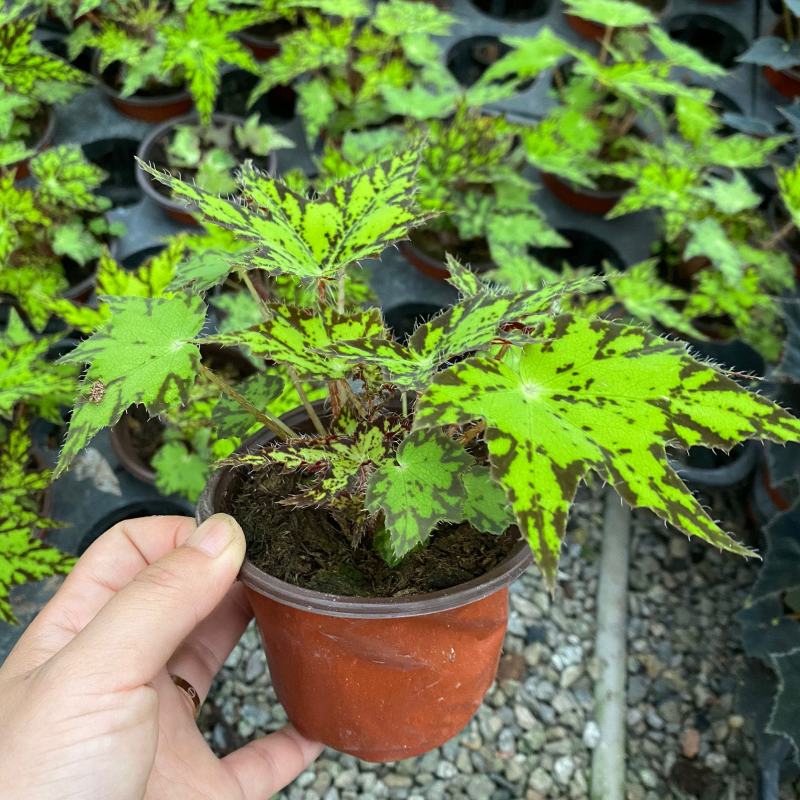 观叶海棠植物稀少品种几何秋海棠网红盆栽量大优惠