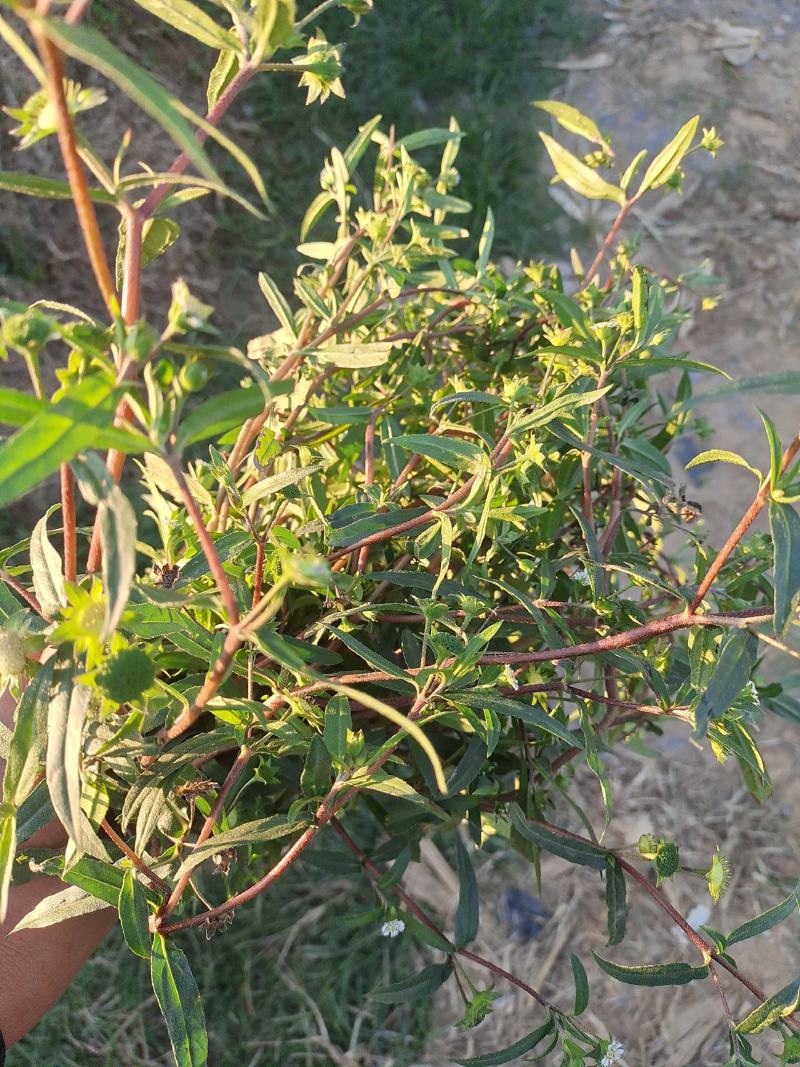 墨旱莲