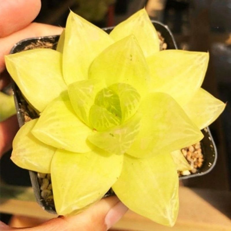 黄金玉露多肉植物盆栽玉露黄金凝脂菊肉肉植物小盆栽绿植