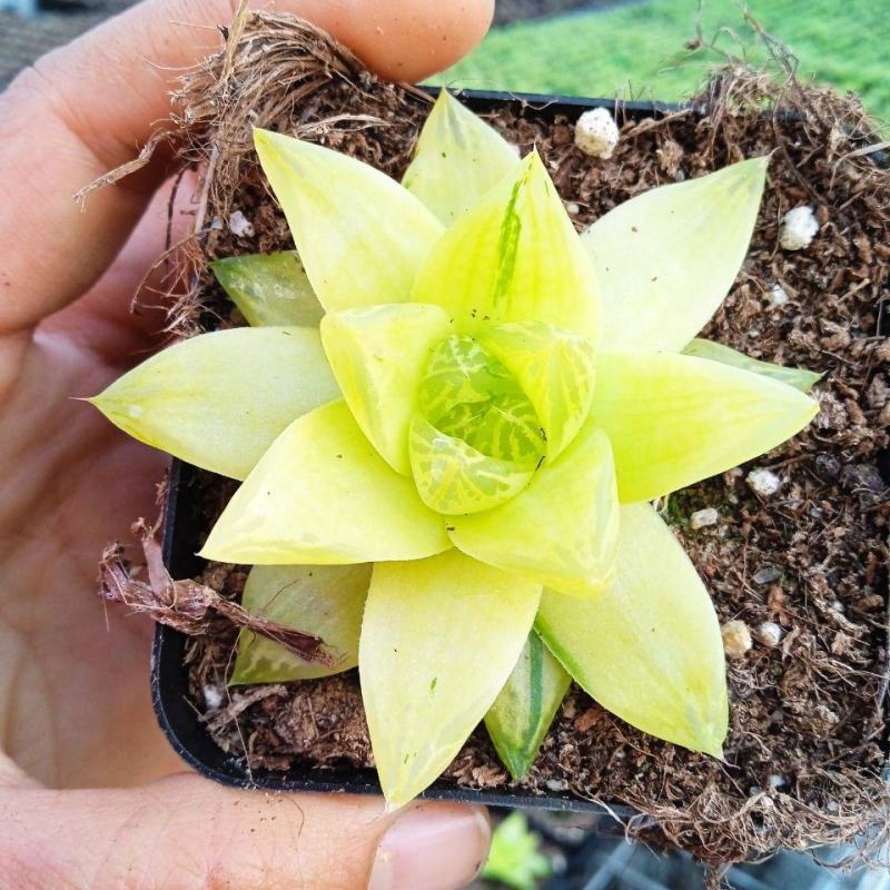 黄金玉露多肉植物盆栽玉露黄金凝脂菊肉肉植物小盆栽绿植