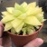 黄金玉露多肉植物盆栽玉露黄金凝脂菊肉肉植物小盆栽绿植