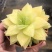 黄金玉露多肉植物盆栽玉露黄金凝脂菊肉肉植物小盆栽绿植