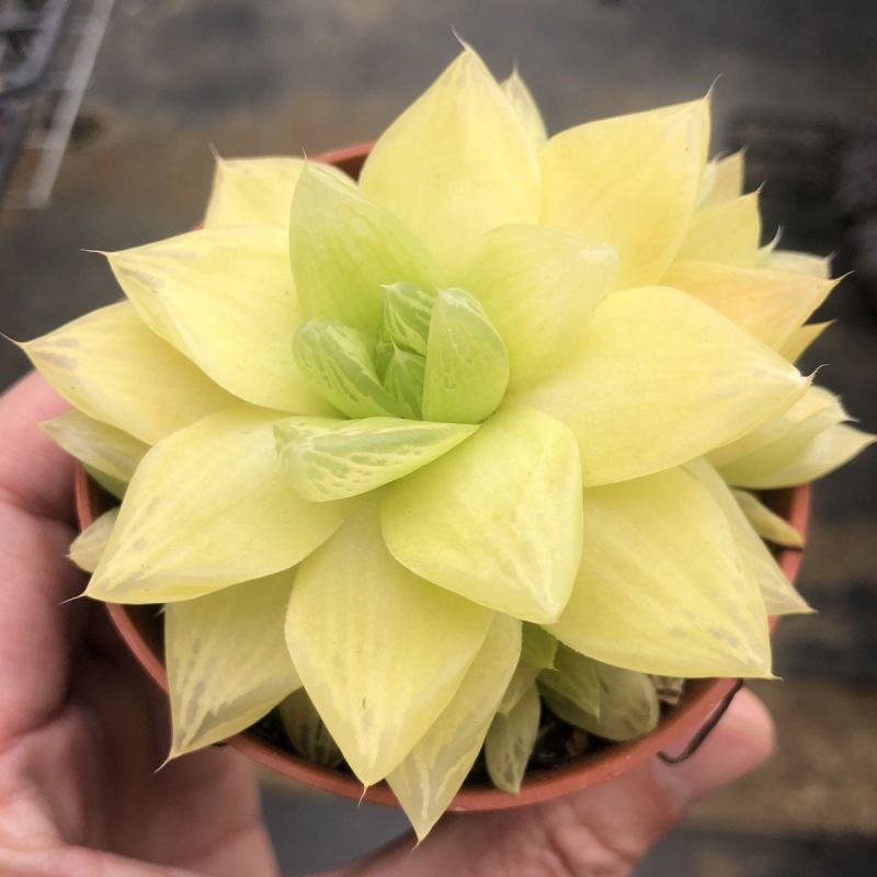 黄金玉露多肉植物盆栽玉露黄金凝脂菊肉肉植物小盆栽绿植