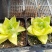 黄金玉露多肉植物盆栽玉露黄金凝脂菊肉肉植物小盆栽绿植