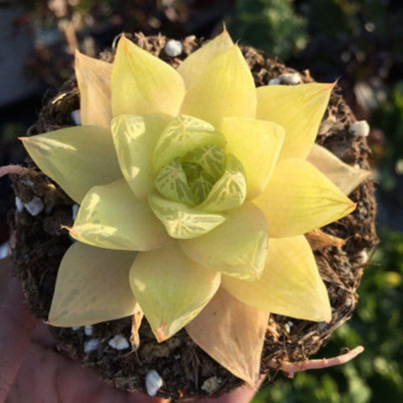 黄金玉露多肉植物盆栽玉露黄金凝脂菊肉肉植物小盆栽绿植