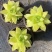 黄金玉露多肉植物盆栽玉露黄金凝脂菊肉肉植物小盆栽绿植