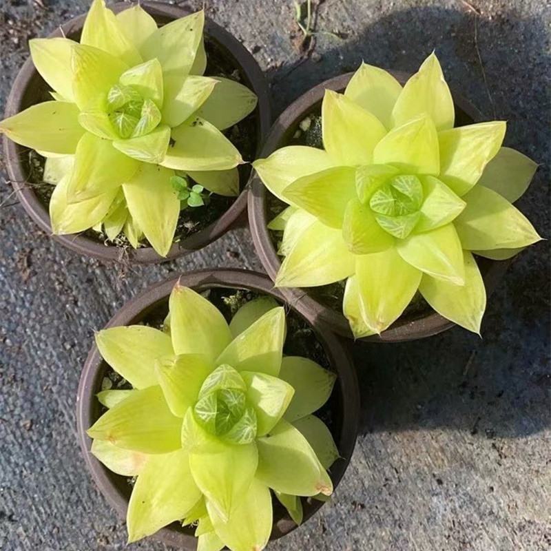 黄金玉露多肉植物盆栽玉露黄金凝脂菊肉肉植物小盆栽绿植