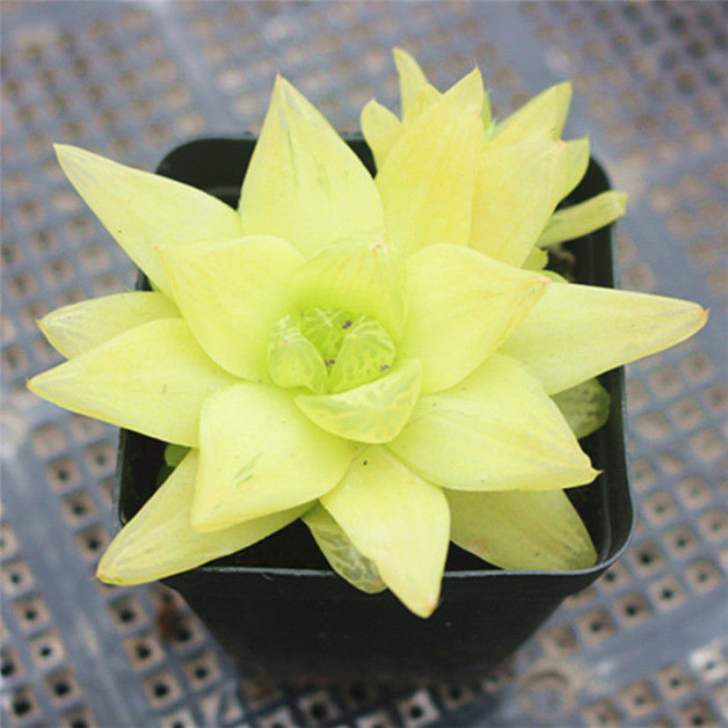 黄金玉露多肉植物盆栽玉露黄金凝脂菊肉肉植物小盆栽绿植