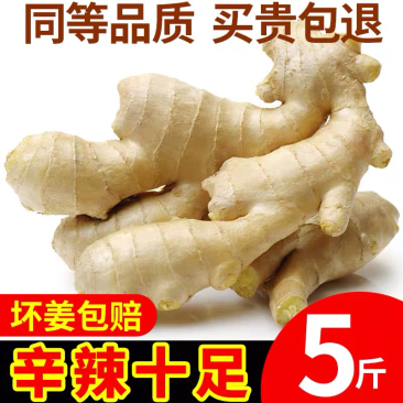 山东生姜大黄姜窖藏新鲜老姜月子姜支持一件代发2/3/5斤