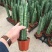 进口绿植棒叶旋叶虎尾兰佛前香吸甲醛稀有植物客厅绿植虎皮兰