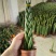 进口绿植棒叶旋叶虎尾兰佛前香吸甲醛稀有植物客厅绿植虎皮兰