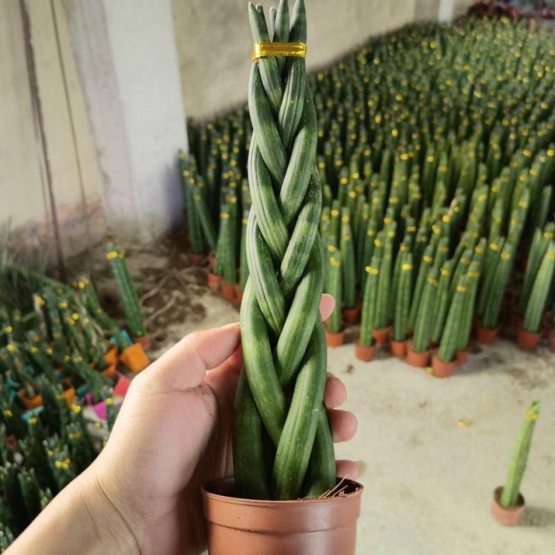 进口绿植棒叶旋叶虎尾兰佛前香吸甲醛稀有植物客厅绿植虎皮兰