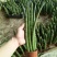进口绿植棒叶旋叶虎尾兰佛前香吸甲醛稀有植物客厅绿植虎皮兰