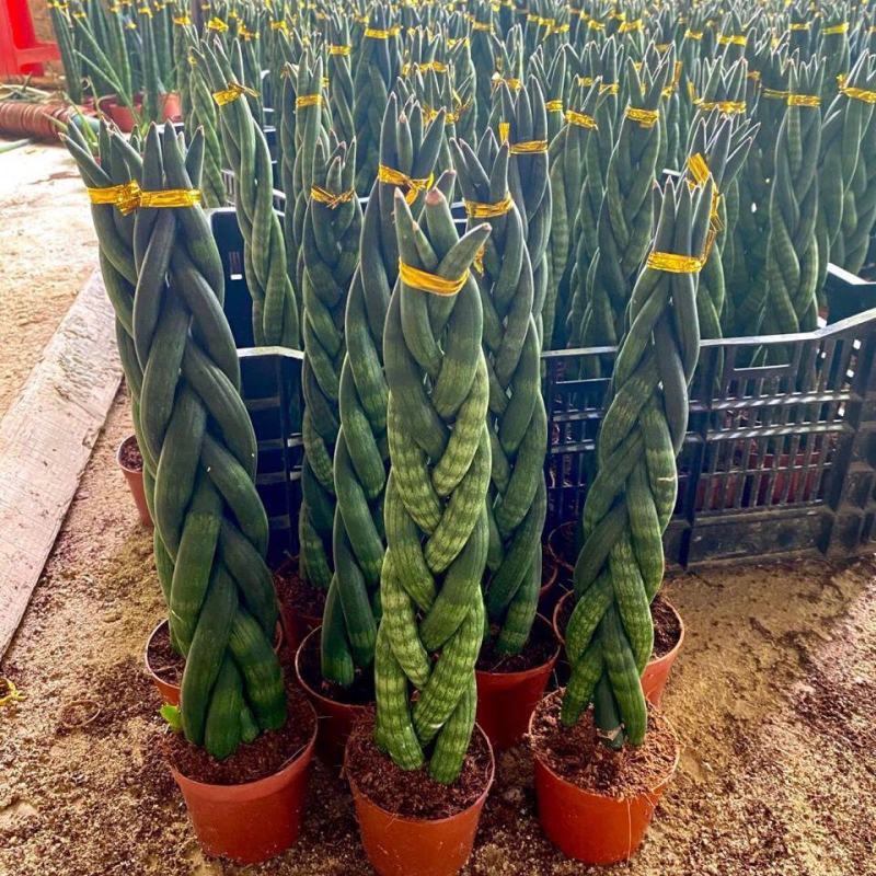 进口绿植棒叶旋叶虎尾兰佛前香吸甲醛稀有植物客厅绿植虎皮兰