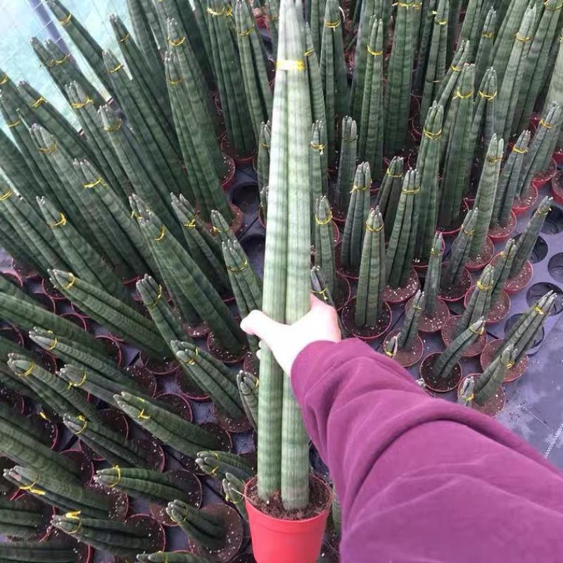 进口绿植棒叶旋叶虎尾兰佛前香吸甲醛稀有植物客厅绿植虎皮兰