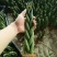进口绿植棒叶旋叶虎尾兰佛前香吸甲醛稀有植物客厅绿植虎皮兰