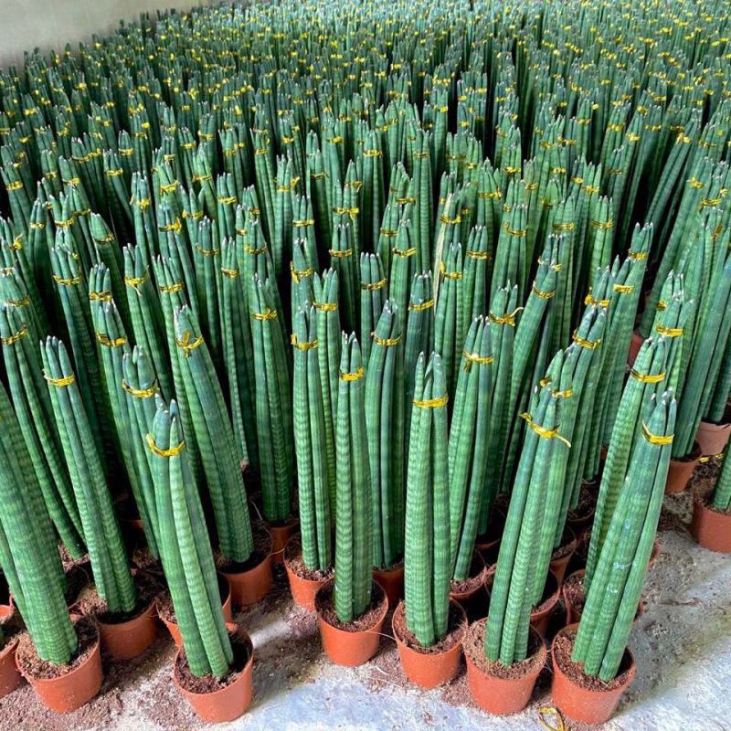 进口绿植棒叶旋叶虎尾兰佛前香吸甲醛稀有植物客厅绿植虎皮兰