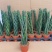 进口绿植棒叶旋叶虎尾兰佛前香吸甲醛稀有植物客厅绿植虎皮兰