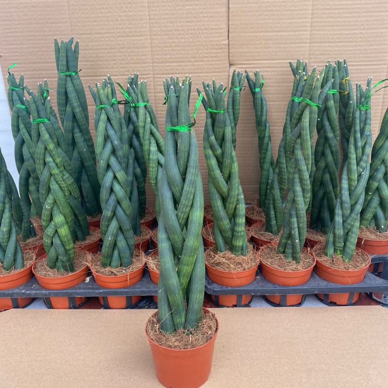 进口绿植棒叶旋叶虎尾兰佛前香吸甲醛稀有植物客厅绿植虎皮兰