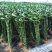 转运竹带根水培植物富贵竹绿植鲜花室内盆栽花卉客厅水养龙竹