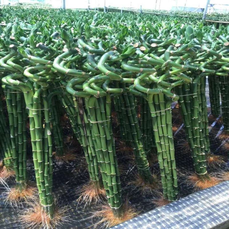 转运竹带根水培植物富贵竹绿植鲜花室内盆栽花卉客厅水养龙竹