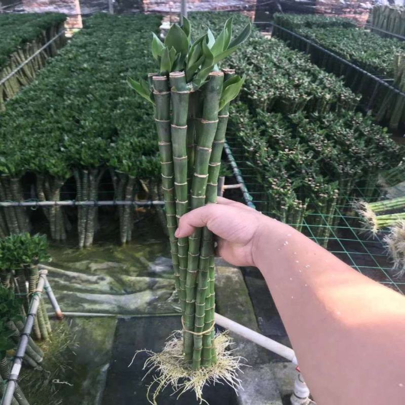 转运竹带根水培植物富贵竹绿植鲜花室内盆栽花卉客厅水养龙竹